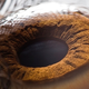 Illustration for article titled Did you know your eye has a sphincter?